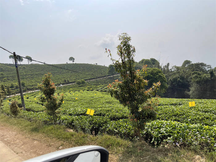 关于5A”新晋 湘西“茶旅融合”迎来大发展机遇的资讯