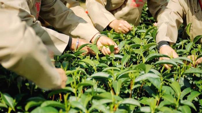 关于政和白茶开采 中国味道 生态茶园 健康好茶的热门信息(7)