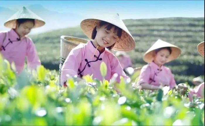 有关于列车上的“政和白茶”，让健康的好茶，传递千家万户的最新消息(7)