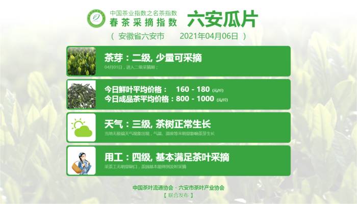 关于太平猴魁采摘其到来！洞庭山碧螺春、湄潭翠芽、黄山毛峰进入五级采摘期的新闻(8)