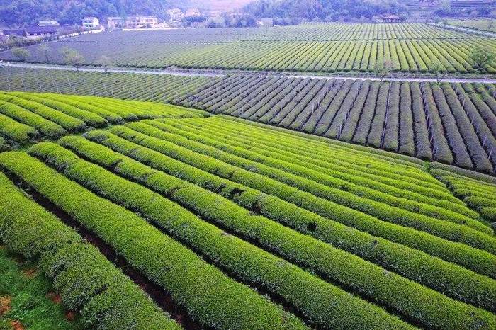 关于柯桥区平水镇平阳村的千亩茶园美丽春茶，含苞待采的消息(2)