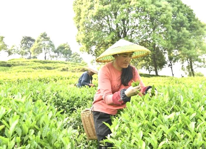 有关于双手采出致富叶！贵州省大力推广双手采茶成效显著的热门消息(15)