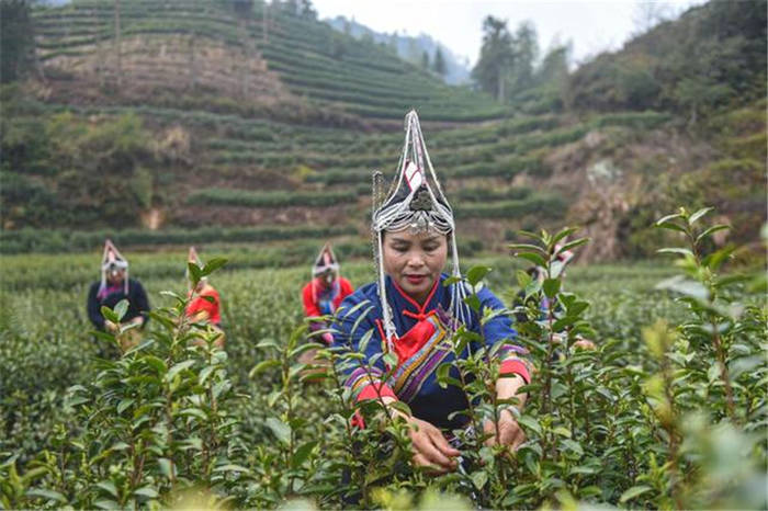 有关于春茶到！浙江几十个产茶区县春茶陆续开采的热门资讯(4)