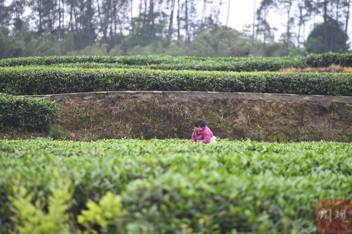 关于那个采茶的“茶园李子柒”让记者放下相机去帮忙!的最新资讯(3)