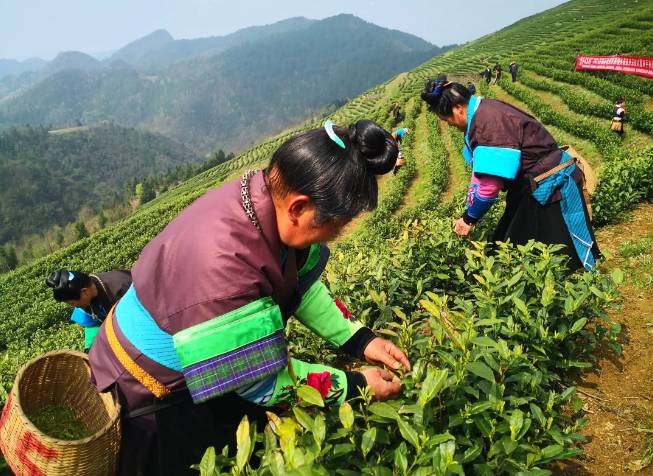 有关于采摘也要标准化-丹寨开展“双手采茶”培训的热门信息(1)
