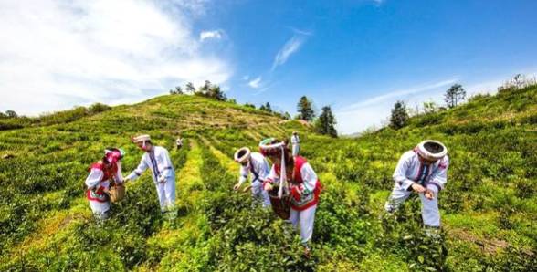 有关于一“叶”致富——“桑植白茶”地标助力乡村振兴纪实的热门新闻(2)