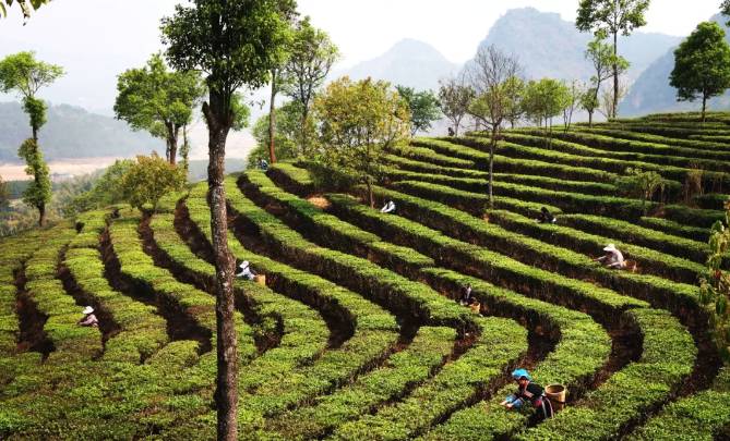 关于三月春光好采茶 宁洱20余万亩现代生态茶园进入采摘期的最新信息(17)
