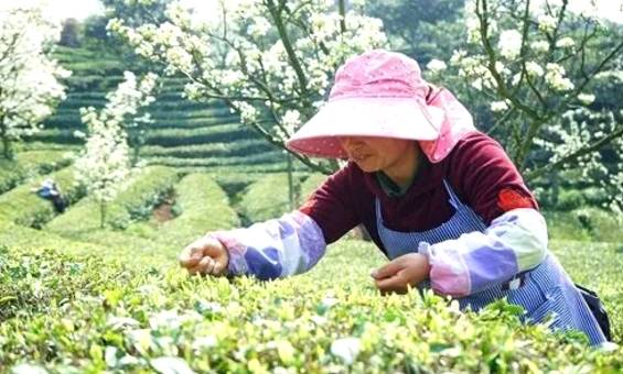 有关于茶园剪影 又是一年采茶季 春色满园盼君来的最新资讯(13)