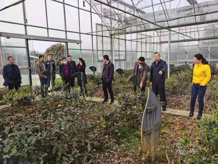有关于宜昌市农业农业局领导专家考察名山茶产业的最新消息(1)