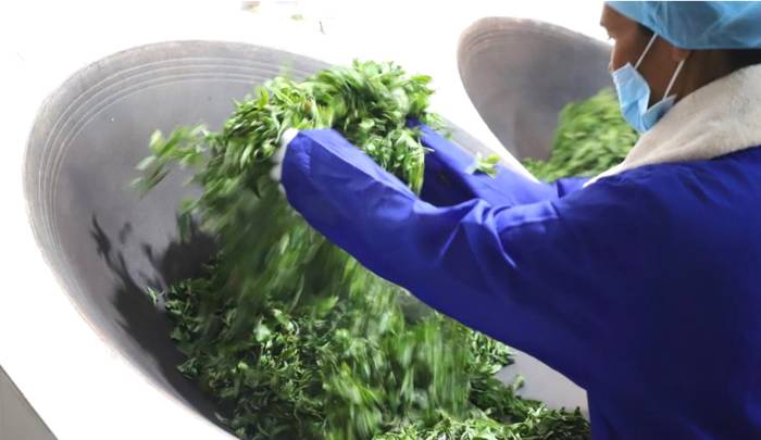 关于绿色云茶破千亿 云茶产业如何继续健康良性发展?的消息(3)