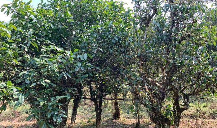 有关于千家寨爷号茶业舞好“龙头”带动“一县一业”规划发展的资讯(1)