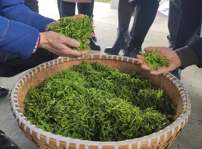 有关于浙江开化：茶香季 致富季 池淮茶青交易市场正式开市啦！的信息(2)