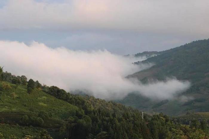 关于“绿水青山就是金山银山”发展理念 着力创建勐海县乡村振兴示范茶园的热门消息(2)