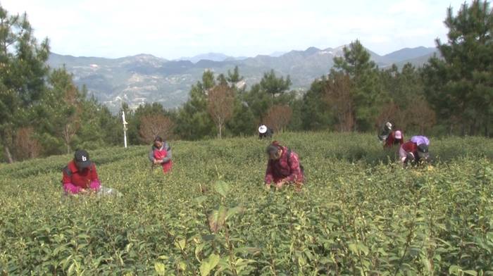 有关于达州万源：能人驱动做强茶产业，“绿色银行”撑起茶农钱袋子的最新信息