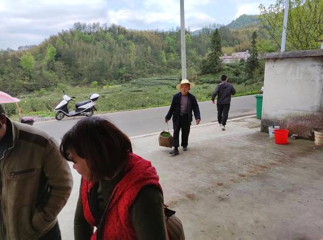 关于霍山区霍山黄芽开始大量上市 茶农卖茶终于出现人挤人的场面的消息(3)