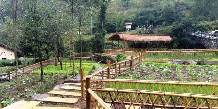 关于康县阳坝：借“茶”发力，跑出乡村振兴“加速度”的热门消息(3)