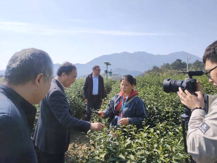 关于茶叶专家赴嵊州调查霜冻对茶叶生产影响情况的热门资讯
