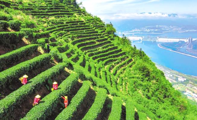 有关于湖北茶产业综合产值突破600亿元 向千亿目标迈进的资讯