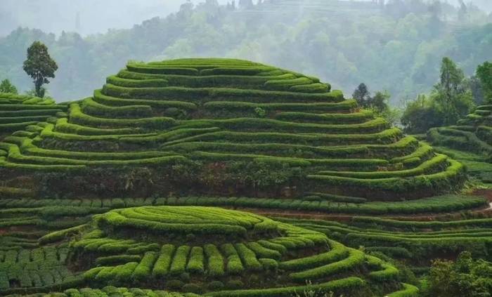 关于坐拥万亩茶田,来四川雅安解锁春日限定耍法的最新信息(39)