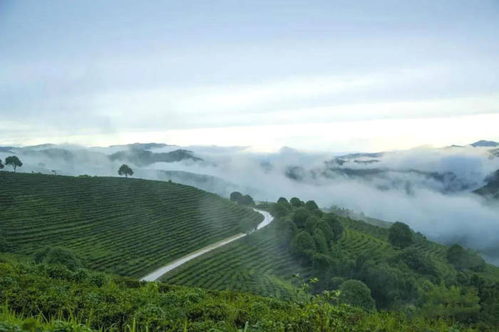 关于大益牛饼发售进入倒计时，关于牛饼的几个猜想的热门消息(2)