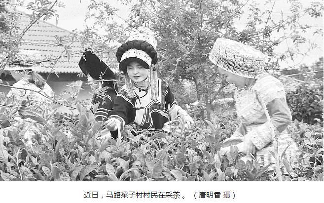 关于华坪县茶产业焕发新生机 为乡村振兴蓄动能的新闻