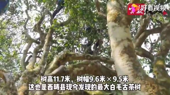 有关于云南各地春茶开采 一片茶叶成就一个绿色产业的最新信息(3)