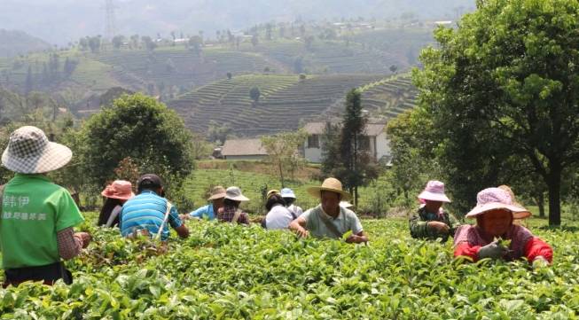 有关于村集体经济看思茅 茶产业让倚象镇平掌村绿了山坡红了日子的热门新闻(1)