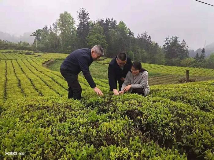 关于湖南省茶业协会战略专家组一行调研石门县茶叶产业的信息(5)