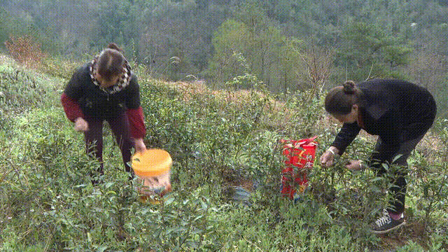 关于四川剑阁县:开采!春暖茶飘香 剑门山区茶农采茶忙的资讯(2)
