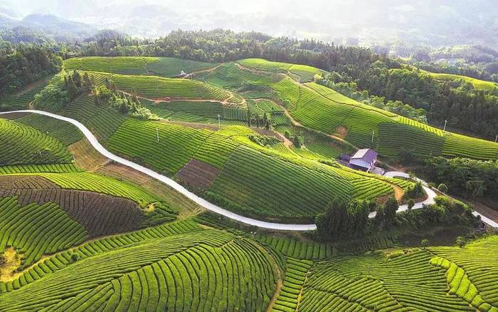 关于“因茶脱贫”,湖北此地有机会成为全球性政党峰会分会场吗?的热门消息(5)