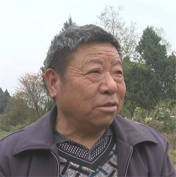 关于四川剑阁县:开采!春暖茶飘香 剑门山区茶农采茶忙的资讯(5)