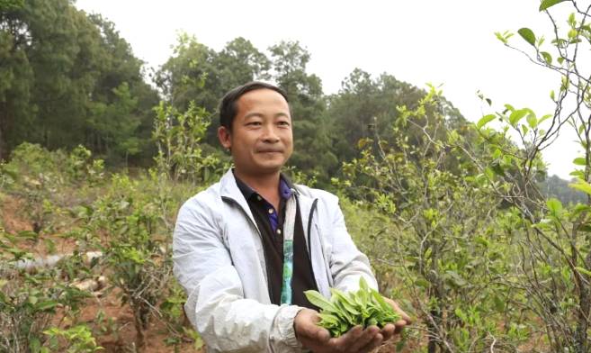 有关于普洱镇沅县两级政协助推罗家村发展茶产业:“一片叶子”铺就一条乡村振兴路的资讯(1)