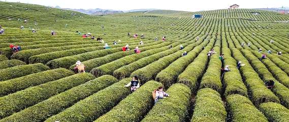 有关于茶园剪影 又是一年采茶季 春色满园盼君来的最新资讯(4)