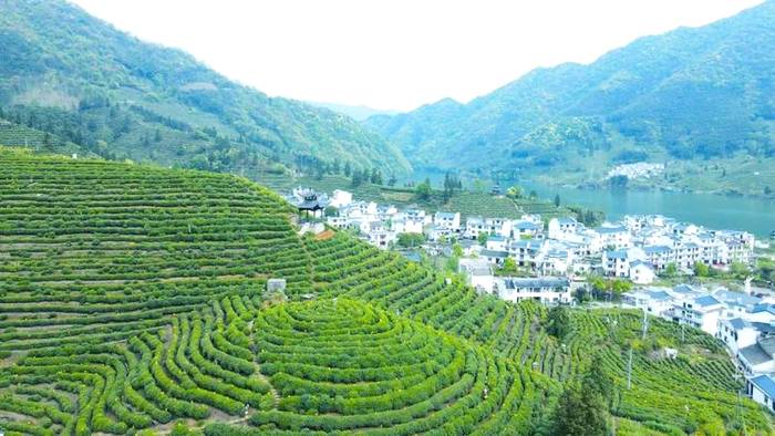 有关于推动茶产业高质量发展，打牢乡村振兴的产业基础——访黄山市人民政府副市长张正竹的信息