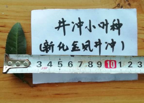 关于新化古茶树：金凤竹林大叶50厘米母树再现的热门资讯(2)