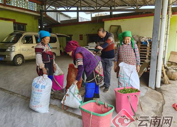 关于红河元阳：茶园进入最佳采摘期 茶农忙采明前第一波春茶的资讯(1)