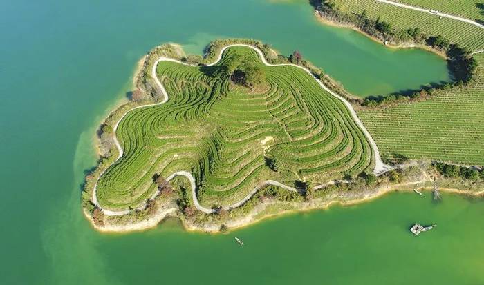 有关于除了龙井，杭州还有这些茶园的茶叶和美景让人陶醉!的热门资讯(19)