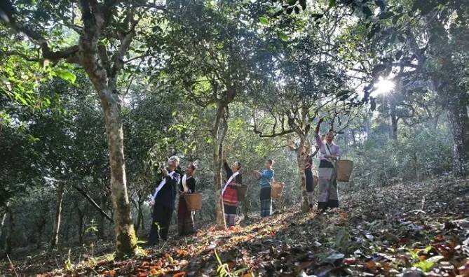 关于申遗中的景迈山古茶林文化景观靓照上新了！的资讯(4)