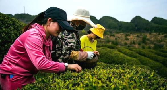 有关于四川剑阁大力发展茶叶产业 预计2025年实现年产值2亿元的热门资讯(2)