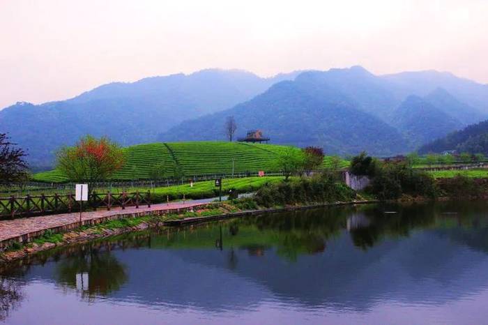 关于柯桥区平水镇平阳村的千亩茶园美丽春茶，含苞待采的消息(1)