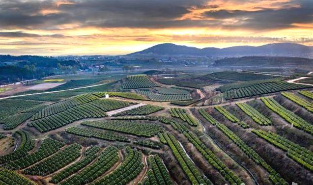 关于大悟县第二届茶文化旅游节  茶旅融合发展的最新信息(4)