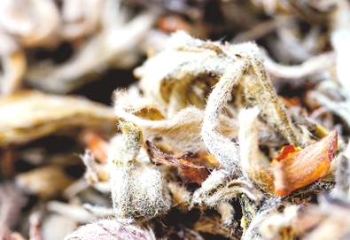 有关于重庆石柱县中益乡 老鹰茶逐渐得到市场认可的热门信息(4)