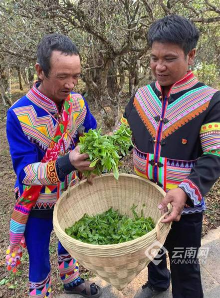 有关于2021年第一届勐海古树茶开采节系列活动之——走进勐海古茶山的资讯(3)