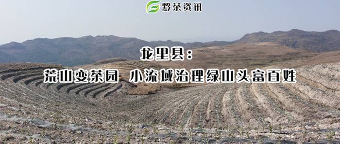 关于龙里县荒山变茶园，小流域治理绿山头富百姓的最新信息
