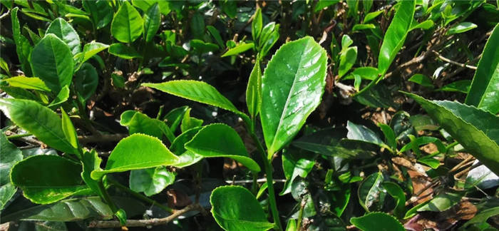 关于海南:五指山茶青大丰收 政企农携手促发展的最新信息(5)