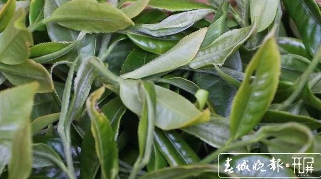 关于保山施甸：古树茶开采，布朗族大妈家门口就能找到工作的最新消息(4)