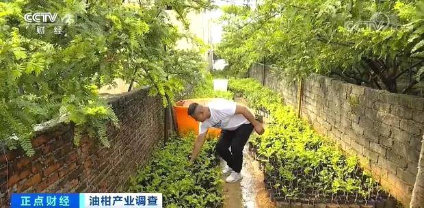 有关于一杯茶，带火了这种小众水果！身价飙涨10倍，价格一天三变？的热门新闻(10)