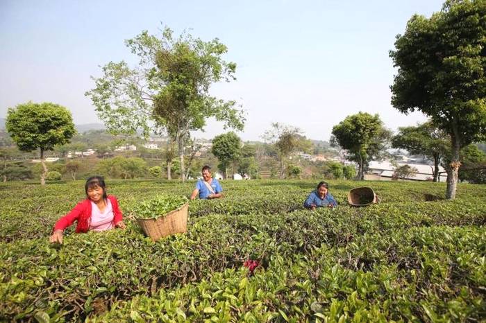 关于春茶抢“鲜”一步，普洱各地“明前茶”开采的热门信息