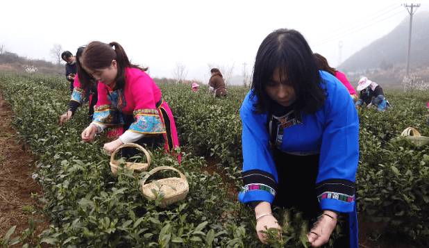 关于西秀区：14.25万亩投产茶园陆续吐露新芽 的热门消息(1)