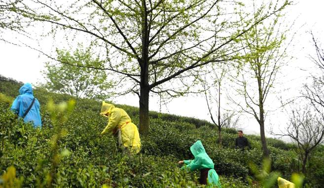 有关于正值信阳毛尖采摘上市 忙采明前茶供应市场的最新消息(5)